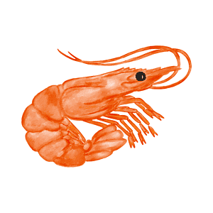 Krabbe/Shrimp